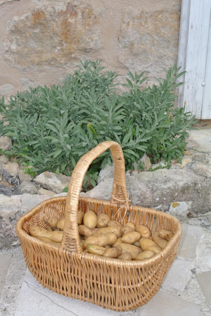 Pommes de terre grenailles du jardin